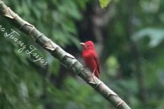 Bird Watching