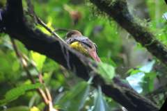 Bird Watching