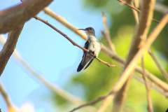 Bird Watching