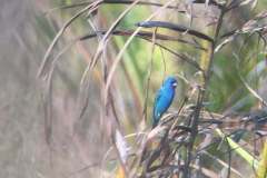 Bird Watching