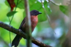 BLACK-CHEEKED-ANTTANAGER-1-1
