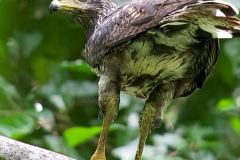 COMMON-BLACK-HAWK-1