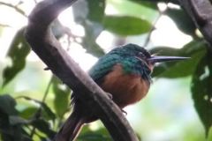 JACAMAR