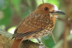 WHITE-WHISKERS-PUFFBIRD-BY-MAURO
