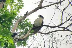 manuel antonio