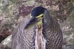 tiger heron