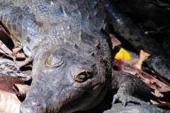 american crocodile