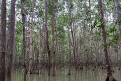 MANGROVE-TOUR-e1594183167651