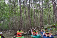 MANGROVE-WITH-MAURO-e1594182627247