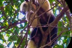 Tamandua-anteater