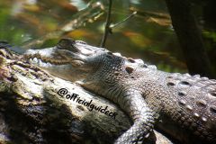 Spectacled Caiman