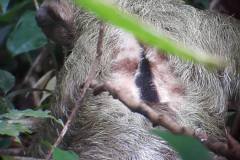 sloth