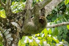 female sloth just chilling out at the park.