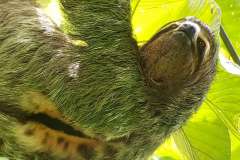 Great view of handsome male Three toed sloth.