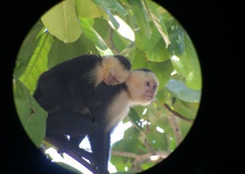 White Faced Monkey