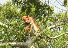 Iguana