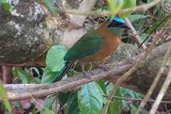 bird