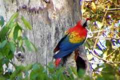 macaw
