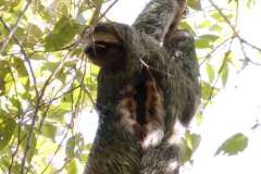 sloth