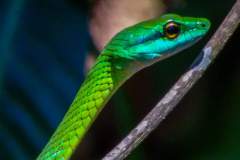 snake