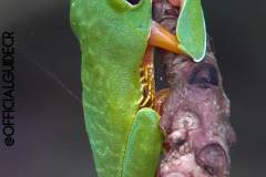 red eyed leaf frog