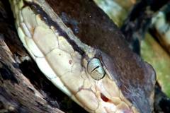 bothrops-asper-1