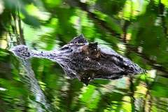 caiman-2-1