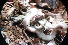 constricting an iguana
