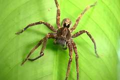 fishing-spider-1