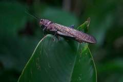 giant-red-wings-grasshoper-1