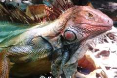 green iguana