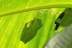 red eyed leaf frog
