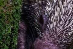 porcupine