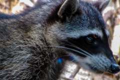 raccoon