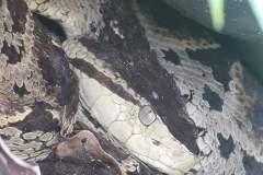 Snake