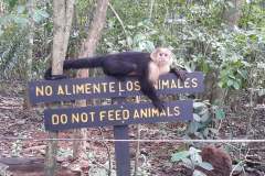White face monkey