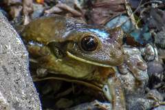 Milky Frog