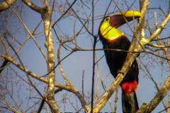 Ramphantos - Tucan