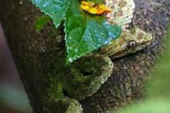 Bocaraca Snake
