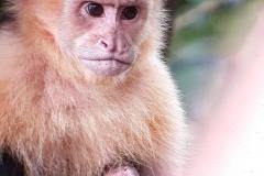 White faced monkey