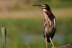 Mangrove birds