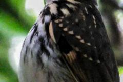 Pitta