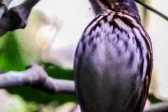 Antpitta eva