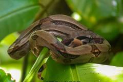 Boa emperator