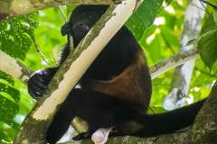 Howler Monkey