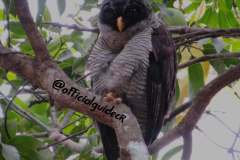 Black and White Owl