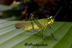 Grasshopper
