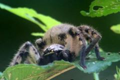 wolf-spider-2.0