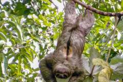 SLOTHS PARADISE